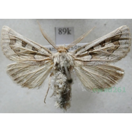 Episema glaucina (Esper, 1789) male France89k